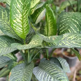 комнатные элитные растения