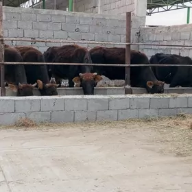 SYGYRLAR WE TÜWELER