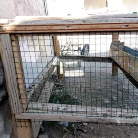 ketekbedene guş üçün ketek