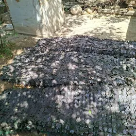 Nawesa Dakylyan Yaprak