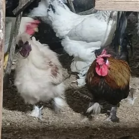 Товшан туй гызыл гара Япончик