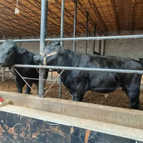 черный пёстер Окуз