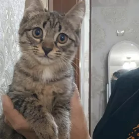 Котёнок /Pishijik