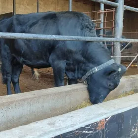 черный пёстер окуз