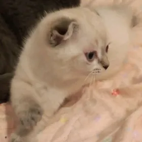 2месяца вислоухий катёнок