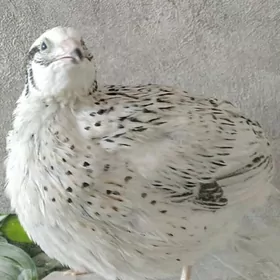 Серебристый феникс