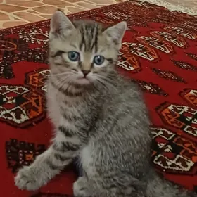 şotland pişik, котёнок шотланд