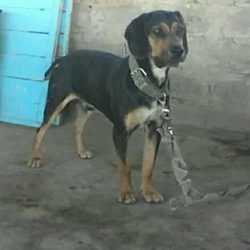 Ahotnik Awycy Spanel Kuckar it