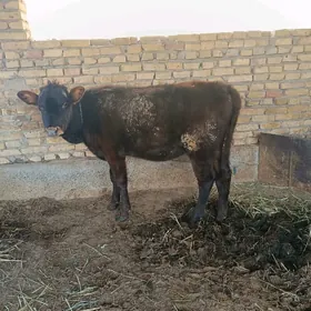 unajyn tohum malyn çagasy