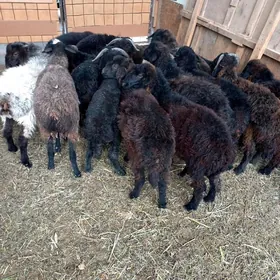 Türkmen.Garaköl.Kisar.Işşekler