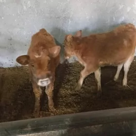 Şwet tohum tüwe mal