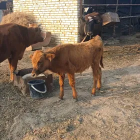 Öküzçe 5/6 Aÿlyk