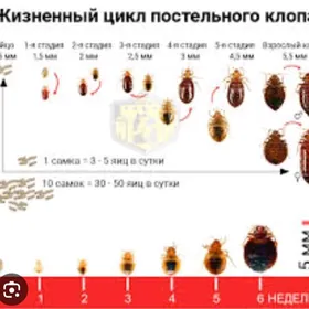 дезинфекции \Tagta bit