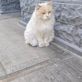 Котик кастрированный