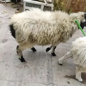 гоюн кочкар