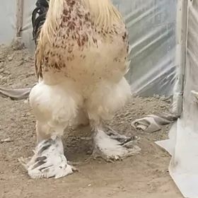 ORGİNAL BRAMA ÇİŞGA HORAZ