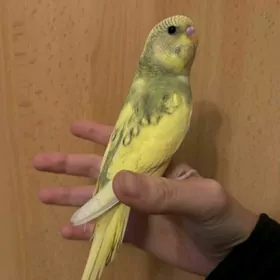 popugay sowgatlyk guslar