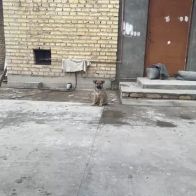 овчарка щенок