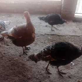 SATLIK  TOVIK  IDUK  BAR