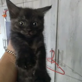 котенок метис