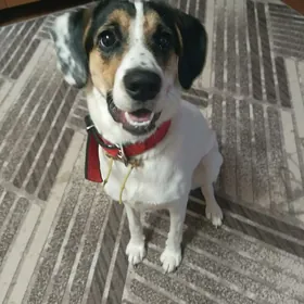 Отдам в добрые руки