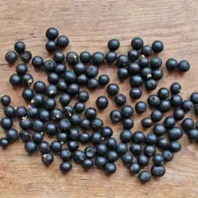 Сабаль Палма Тохумы