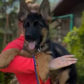 НЕМЕЦКАЯ овчарка