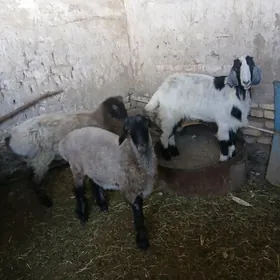 ЕРКЕЧ ТОКЛЫ