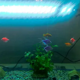 аквариум 100 литровы