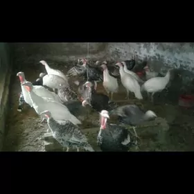 Indýuklar 9-10 aýlyk