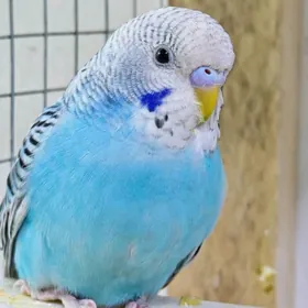 Totyguş papugay попугаи