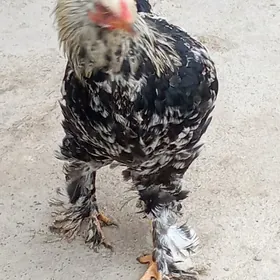 Myrama Balykly Horaz