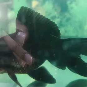 Рыбка Телескоп большие