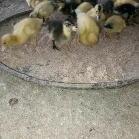 ördek jüje gak gak