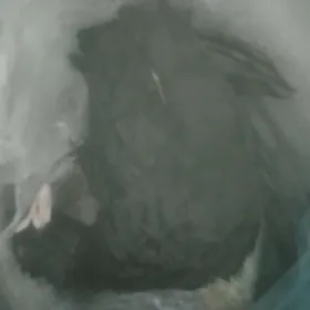 Barak sakarBarak, ördek