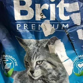 корм для котят