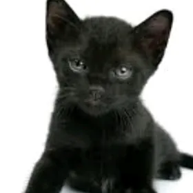 котенок 2 месяца