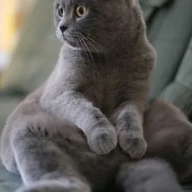 Шотландский голубой