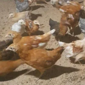 Tovuk Jujeler 3 ay lyk