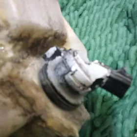 datcik okuz palta aziyadakemri