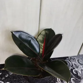 Фикус черный принц