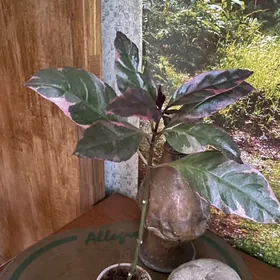 цветы для дома