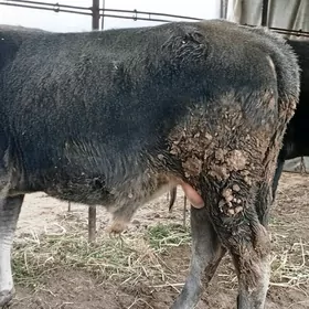 Baklyk okuzler 61 mln