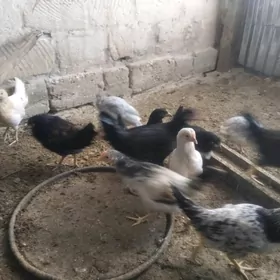 towuk juje karlik kohnik horaz