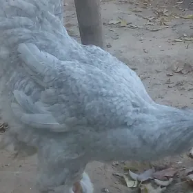 Yaş Lawanta tohum horaz