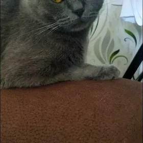 Потерялась кошечка Марта