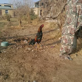 satlyk Bayes horaz  mäki