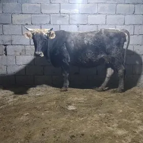 agyr bogaz tohum sygyr