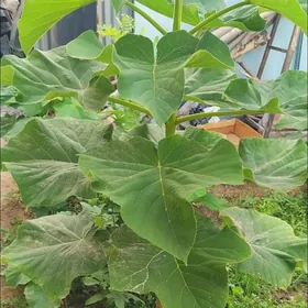 Павловния Pavlovniya