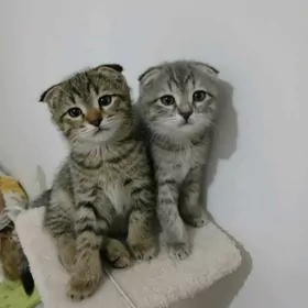 Котята вислоушки